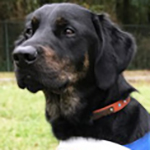 2代目デモブルー ジョア