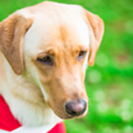 2代目デモレッド ウェルキン